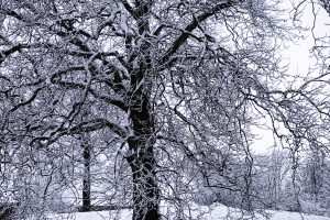 Fredy-01-Sneeuw