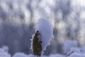 Fredy-04-Sneeuw