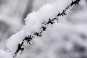 Fredy-06-Sneeuw