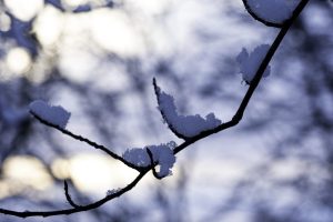Fredy-07-Sneeuw