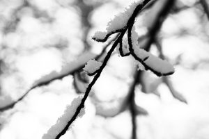 Fredy-08-Sneeuw