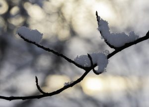 Fredy-09-Sneeuw