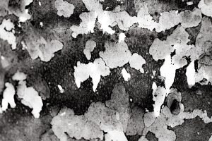Fredy-15.abstract (1)